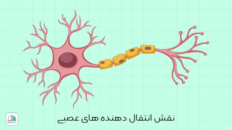 نقش انتقال دهنده های عصبی
